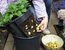 ERNTEN 2 Nehmen Sie den Innenteil des Potato Pots heraus und überprüfen Sie den Wachstumsfortschritt Ihrer