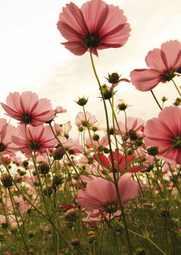 100 JAHRE FLORAGARD UNSERE LIEBE ZUM GÄRTNERN Seit 100 Jahren arbeitet Floragard erfolgreich in der Entwicklung, Herstellung und im Vertrieb von Premium-Blumenerden und Substraten, die für höchste