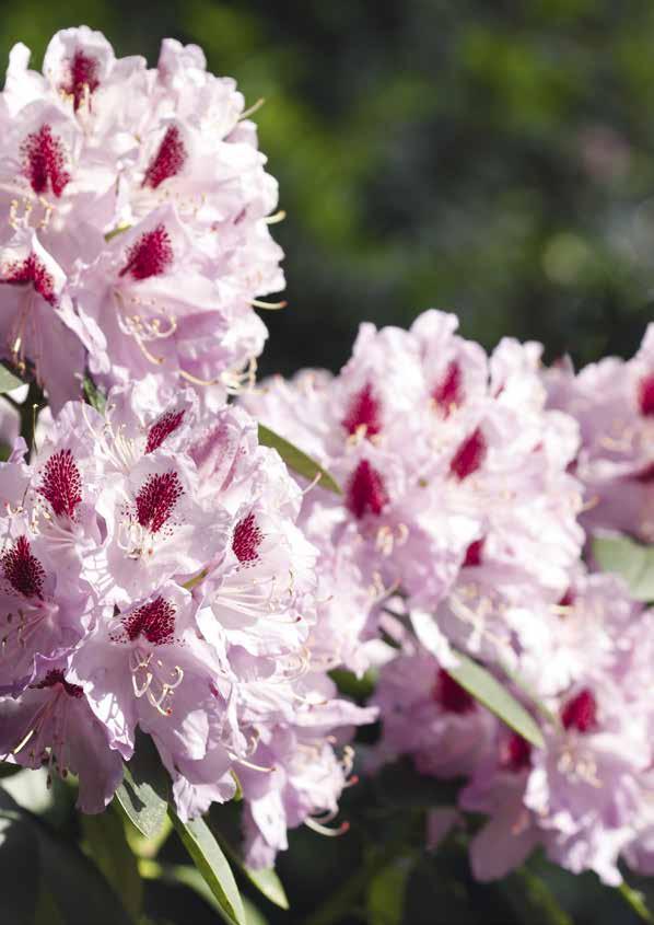 DIE BLOOMBUX ERDE BLICKFANG IN JEDEM GARTEN Die Bloombux -Spezialerde ist eine torfreduzierte Qualitätserde, die pflegeleichten Rhododendron micranthum Bloombux in seinem Wachstum und seiner Blüte