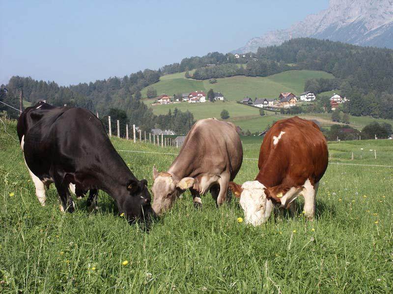 Bedeutung der Grundfutterqualität in der Milchviehfütterung Univ.-Doz.