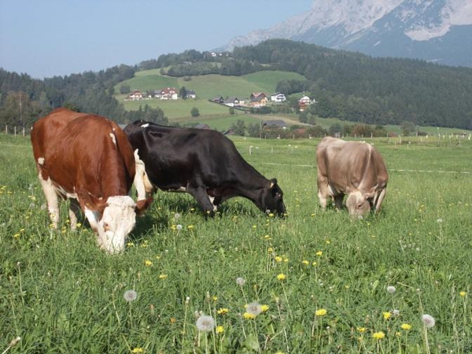 Schlussfolgerungen und Zusammenfassung II Ergebnisse: Vegetationsstadium ist der entscheidende Einflussfaktor auf Verdaulichkeit und Futteraufnahme und somit Milchleistung (Gerüstsubstanzen,