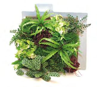 Bereits seit 1998 widmet sich Sempergreen der Kultivierung von Pflanzen und bietet Ihnen eine Pflanzenwand, die bei Lieferung bereits einen Grünanteil von mindestens 90% hat.