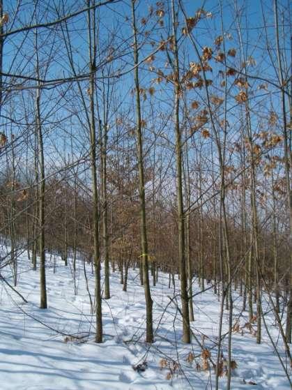 Zielbestockung - Anzahl Z-Bäume je Hektar Nadelholz : 400 Stück je Hektar Stammzahlhaltung im Laubholz abhängig vom
