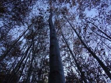 Maßnahmen bei LH Naturverjüngung Naturverjüngung mit Oberhöhe von 3-5 m alle 10-15 m drei Zielbaumanwärter