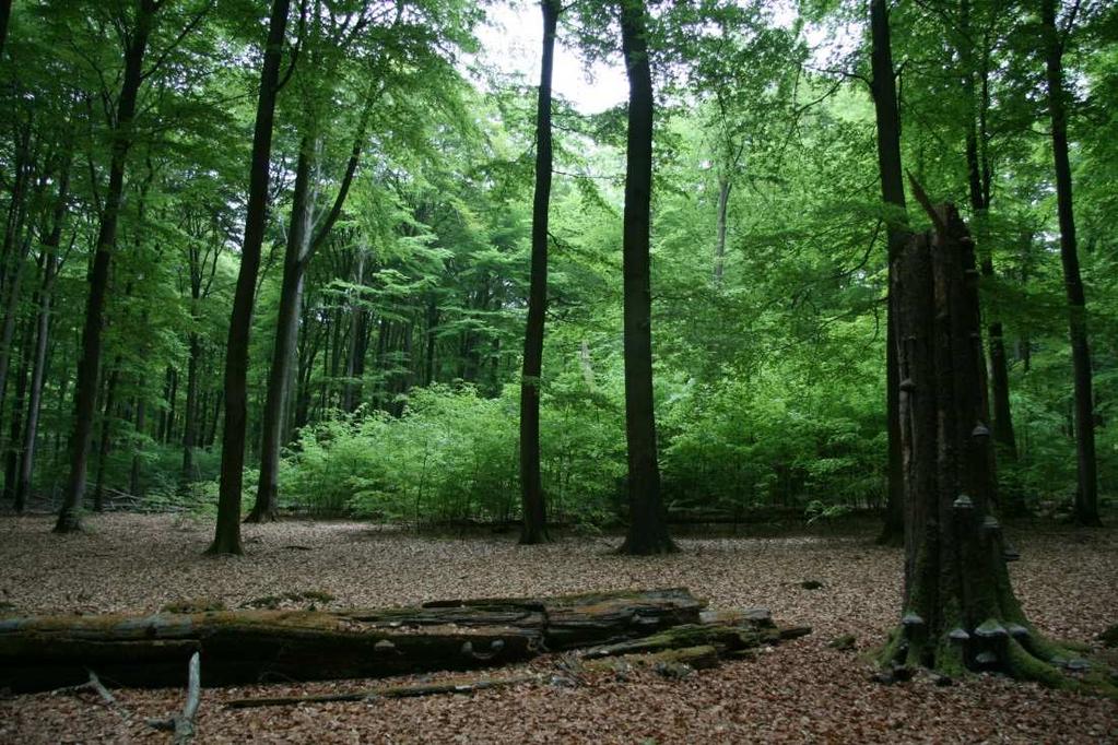 Naturschutz und Forst im Gespräch Schutz und Nutzung im Wald, Wetzlar, 22.03.