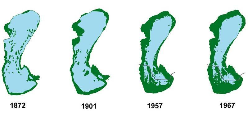 werden die Pflanzengesellschaften Schilfgürtel und Halophyten genauer behandelt. 5.3.1. Schilfgürtel Der Neusiedler See wird von einem rund 180 Quadratkilometer großen Schilfgürtel umgeben.