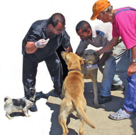 Die Menschen sind dankbar dafür und oft sind sie auch bereit, die gefundenen Tiere nach der Operation bei sich aufzunehmen, bis sie einen guten Platz im eigenen Land oder in Deutschland gefunden