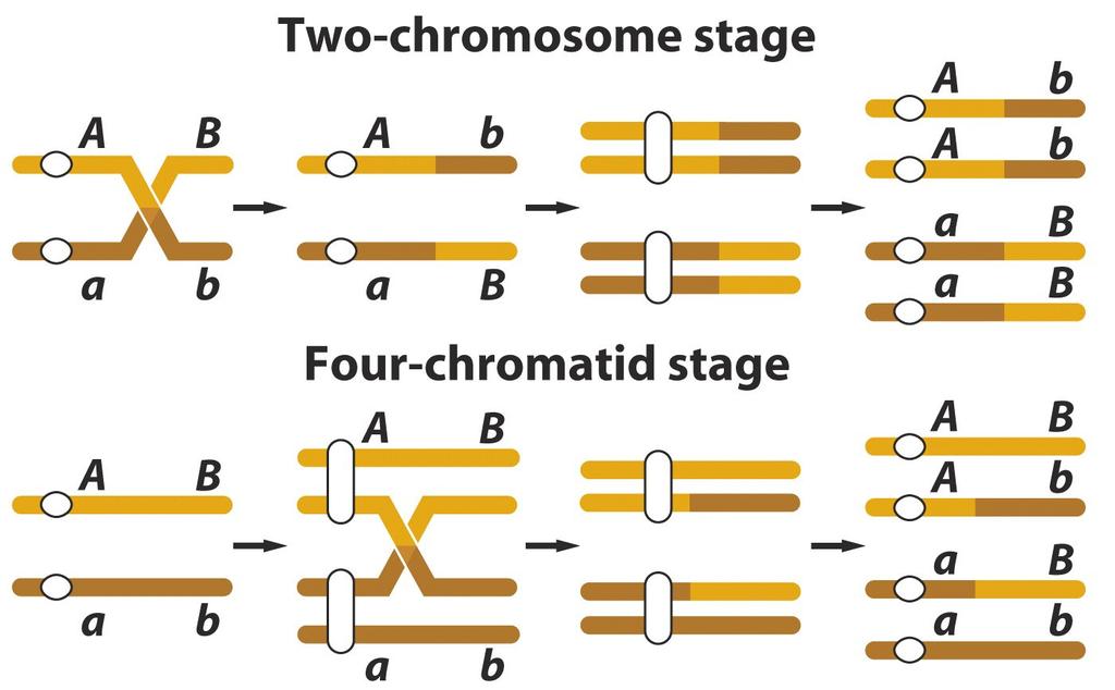 Da Tetraden (Meioseprodukte bleiben in einer Zelle zusammen) bis zu 4 verschiedene Genotypen zeigen, können