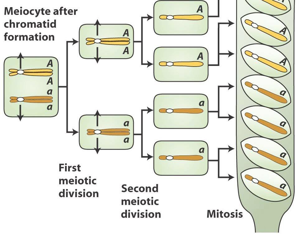 meiotischen Teilung getrennt oben, a unten Second division segregation