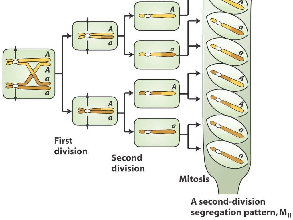 der zweiten meiotischen Teilung in unterschiedliche Nuclei aufgeteilt