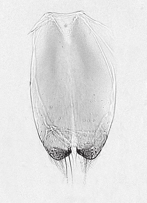 13-19: Exochomoscirtes sondaicus n. sp.