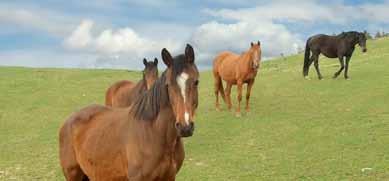 Inhaltsverzeichnis Reiterhof Roger s Area Reitverein Hüttener Berge Seibel s Ranch Hof Eckhorst Reiterhof Koll Hof Kirchhorst Ponyhof Naeve am Wittensee Islandpferdegestüt Osterbyholz Ferienhof