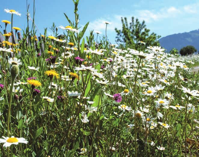 ReNatura BW 3 Gumpensteiner Wildblumenmischung für nährstoffreiche Standorte Anwendungsbereich: Ausdauernde Begrünungsmischung aus vorwiegend mehrjährigen, einheimischen Kräutern mit besonders hohem