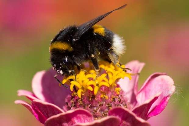 Insektensterben stoppen!