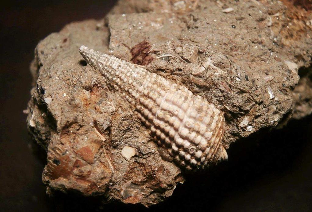 Kriecherschnecke Terebralia bidentata von der Fossilfundstelle Fuggaberg.