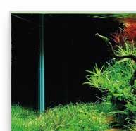 Dadurch werden unerwünschte Substanzen im Wasser des Aquariums, wie z.b. Stickstoff-und Phosphatverbindungen, schnell von der Pflanze aufgenommen.