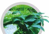Pflanzendünger EasyCarbo Kohlenstoff, essentiell für ein gutes Pflanzenwachstum EasyCarbo ist ein sehr leistungsfähiger und effektiver Kohlenstoffdünger für Aquarienpflanzen.