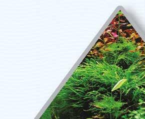 Pflanzendünger: Goldenes Dreieck Das Goldene Dreieck in Ihrem Aquarium Optimale Nutzung von Pflanzennahrung Die Theorie des Pflanzenwachstums im Aquarium Licht Makronährstoffen (CO 2, NO 3, PO 4, K,