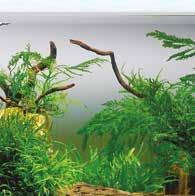 Das Substrat (ohne Nährboden) ist sparsam bepflanzt und die Bepflanzung besteht hauptsächlich aus anspruchslosen Pflanzen wie Farnen und