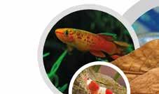 Wasserbehandlung Catappa-X Flüssige Seemandelbaumblätter Seemandelbaumblätter werden wegen der positiven Wirkung auf Fische und Garnelen in das Aquariumwasser gegeben.