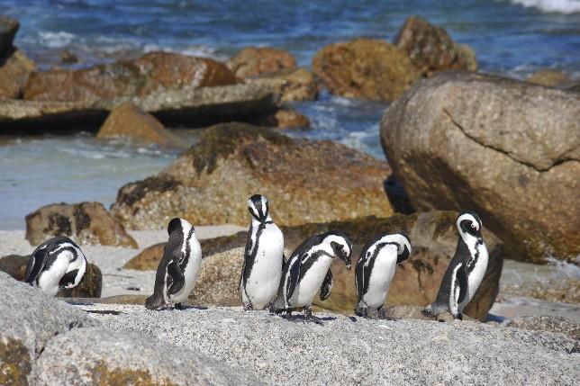 Reserve und weiter zum Boulders Beach zur Kolonie der Afrikanischen Pinguine.