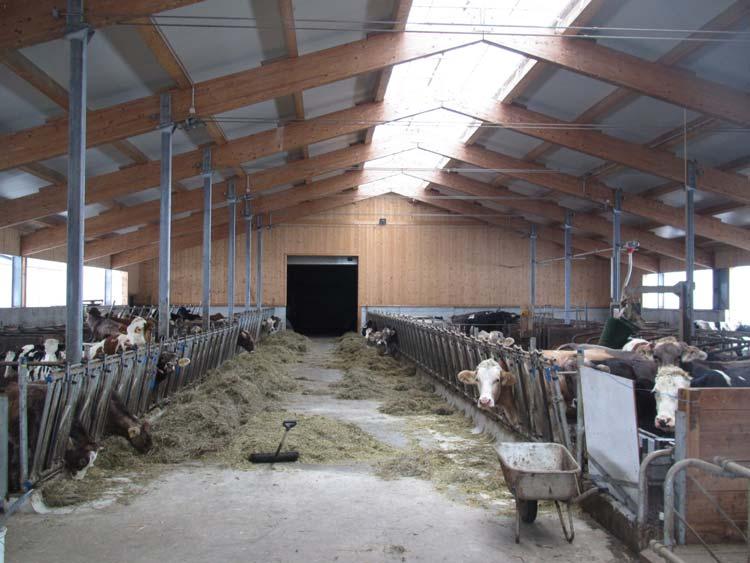 Fallbeispiel: Neuer Rinderstall - Stmk Milchvieh - Laufstall mit Nachzucht 2 Jahre in Betrieb Zuluft über regelbare Doppelstegplatten Jungvieh und Kälber an