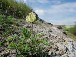 15: Steppen-Salbei (Salvia nemorosa) am Südhang des Kippelhorns,