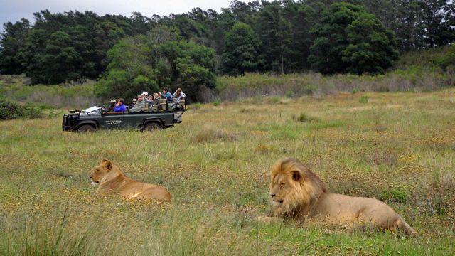 Gondwana Game Reserve Lassen Sie sich von erfahrenen Rangern im offenen Geländewagen