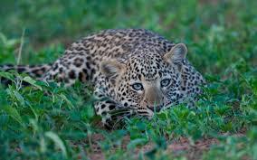 Hier warten nun Geparden Leoparden,