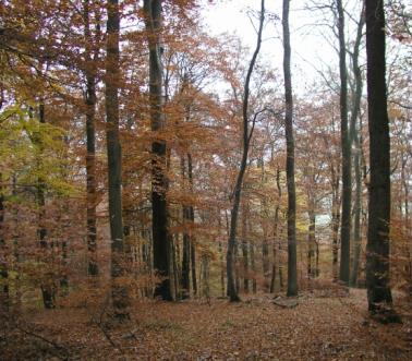 Anpassungs- und Verjüngungspotenzial von Baumarten in Tieflagen Kombination