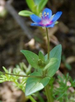 konkurrenzstarke Arten 5.