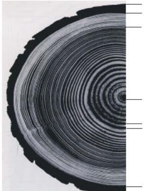 BA-Prüfung Werkstoffe des Bauwesens I 12 Holz (20): Aufgabe 23: (3,5 Punkte) Ergänzen Sie den unten abgebildeten makroskopischen Aufbau eines Nadelholzes!