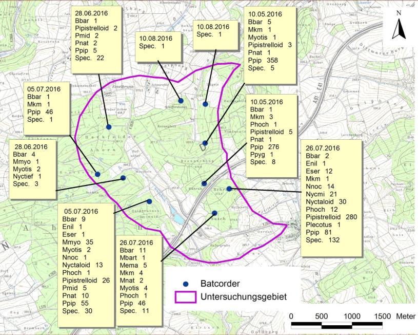 Die sonstigen Rufsequenzen aus der Nyctaloiden-Gruppe ( Nycmi, Nyctaloid ) liegen im geringen bis mittleren Bereich, die Rufsequenzen aus der Artengruppe der Myotis ( Myotis, Mkm ) deuten auf eine