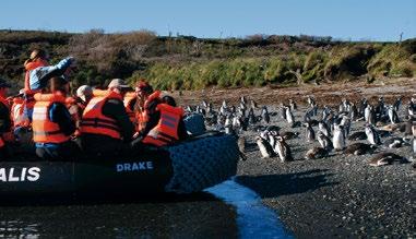von Magellanpinguinen (Diese Pinguine kommen nur auf der Südhalbkugel vor) und Kormorane beobachten können.