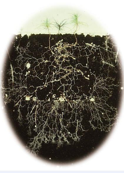 Mykorrhiza dauerhafte Form der Symbiose mit den Feinzenwurzeln (Endomykorrh.