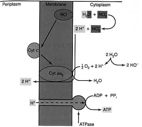 Periplasmatische Hydroxylamin- Oxidoreduktase überträgt 4 Elektronen auf Cytochrom c.