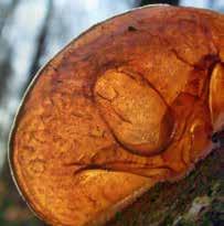 Zunderschwamm Sein Fruchtkörper wächst konsolenförmig an totem Holz.