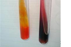 Zudem kann der Abbau von Thiosulfat zu Sulfid über Ausfällung von schwarzem Eisensulfat nachgewiesen werden. Keim 3: Baut nur Glucose ab, Bildet FeSO 4 Isolat B7.