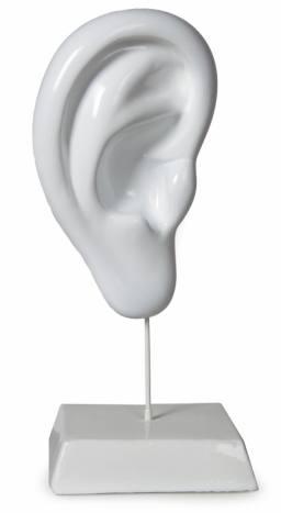 * Demo-Head small incl. 2 silicon-ears white 5.0.