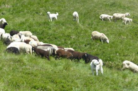 Modellregion Herdenschutzhunde mit Behirtung in Kals, Osttirol Eckdaten Dorfertal, Nationalpark Hohe Tauern 2.000-2.700 m 1.600 ha Almfläche gesamt davon 450 ha Weidefläche 1.