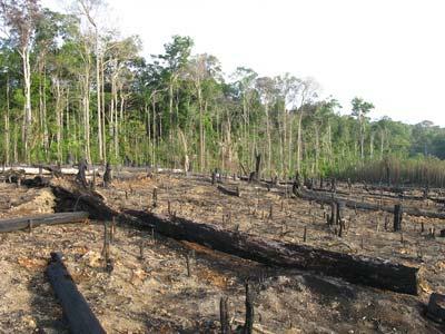 Warum Zertifizierung? Betroffenheit angesichts der Waldzerstörung weltweit, insbesondere in den Tropen.