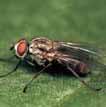 Vierfach höhere Konzentration Geringe Aufwandmengen Schnelle Wirkung gegen Angreifer Keimling ohne Käfer INSEKTIZID Kurzcharakteristik Spritzmittel gegen beißende und saugende Insekten im Ackerbau