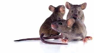 Was zählt, ist das richtige Produkt BIOZID Gegen Mäuse und Ratten in und um Gebäude Rodilon Paste Ziemlich beste Falle Es gibt Möglichkeiten, die funktionieren noch besser als eine Mausefalle.