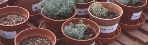 Alyssum bertolonii Alyssum lesbiacum 0 0 1000 2000 3000 4000 0 0 1000 2000 3000 4000 Ni added to the substrate (mg kg -1 ) Ni added