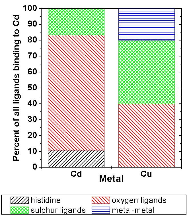 Komplexierung von Kupfer im Cu-sensitiven CdZn-hyperaccumulator T.