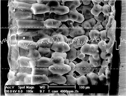 Kompartimentierung der Metalle in Blättern Zn/Cd/Ni -Akkumulation in Epidermis- Vakuolen von Thlaspi und