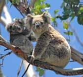 Übernachtung in Sydney 1 x Übernachtung in Alice Springs 1 x Übernachtung im Resort am Ayers Rock 4 x Übernachtung in Cairns Halbpension Besichtigungen lt. Programm Ausflüge und Besichtigungen, inkl.