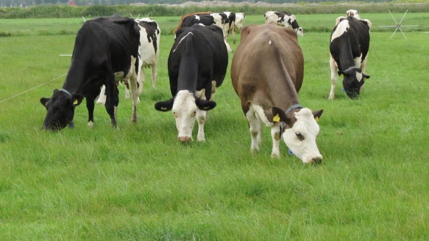Aktivitäten 2014 Experiment am Dairy Campus Große Herde auf kleinen Weiden 6 MK pro ha