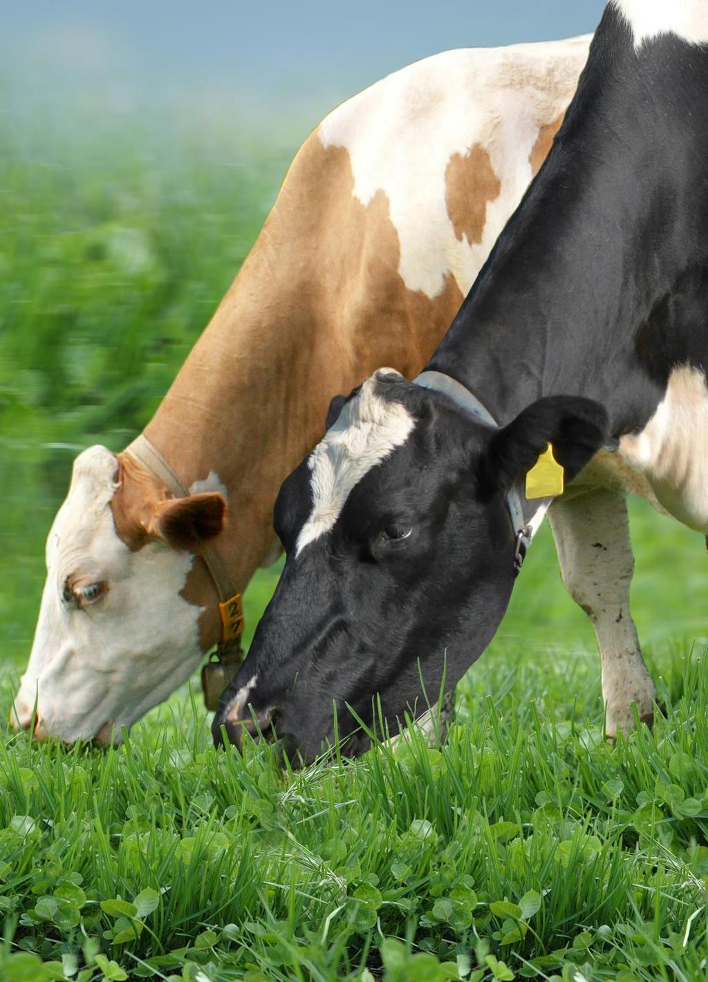 Praxisbetrieben in Österreich Management strategies on dairy farms combining automatic milking with grazing case studies in Austria