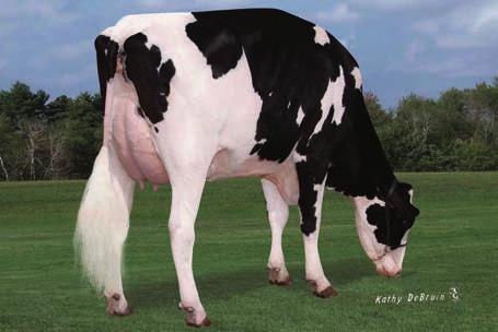 Red Holstein-Stiere 31 SUNNY RED geb.: 01.01.2017 Urgroßmutter SUPER ROXY EX90 US 73.596.600 DADDY RC US 72.353.663 EVENT CA 11.596.146 RZG: RZM: SASSY VG85 US 71.661.934 4472 RC US 74.281.